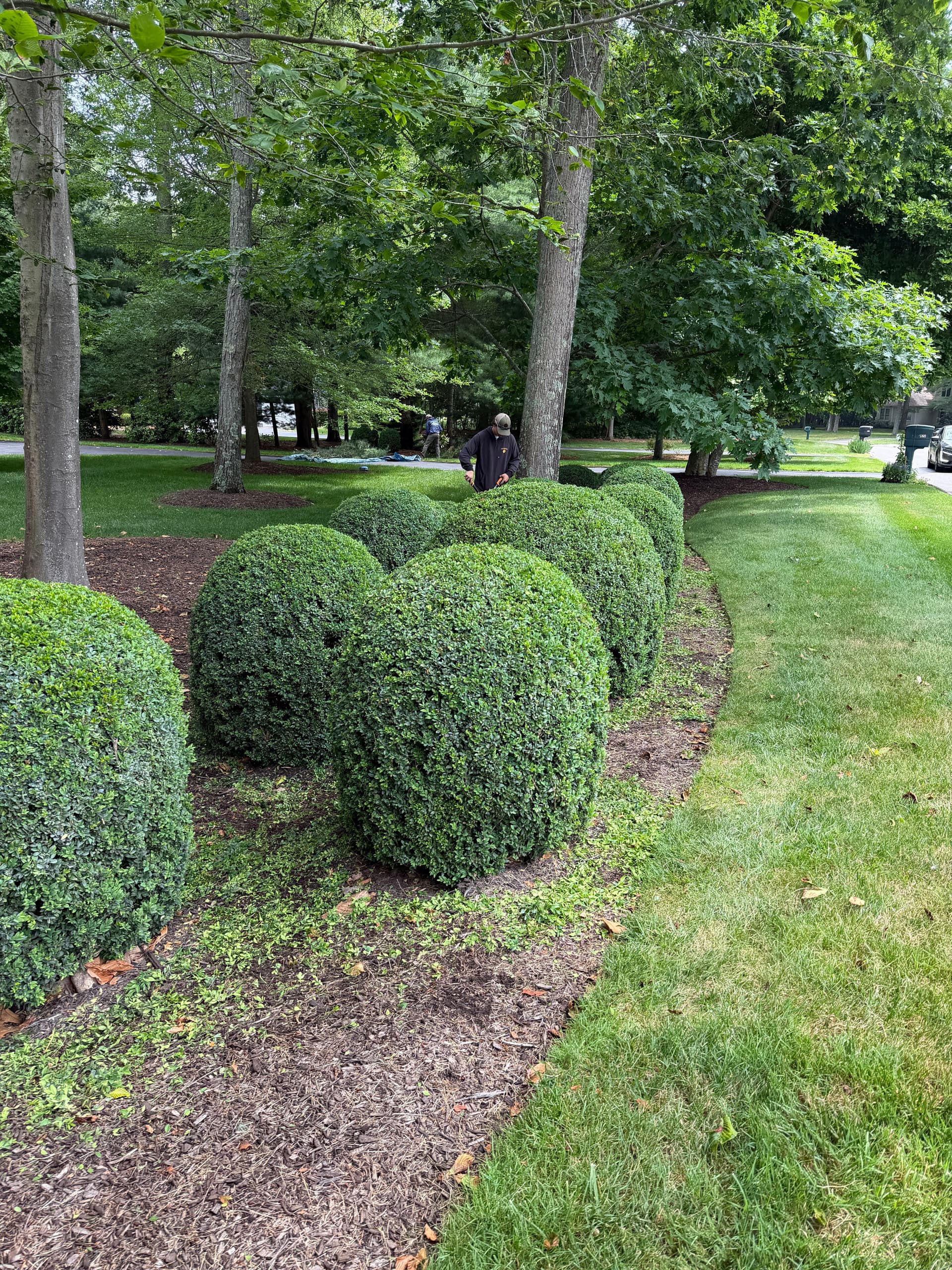 Gallery photos for Hedge Pruning That Keeps Shrubs Healthy and Sharp All Year: Image #1