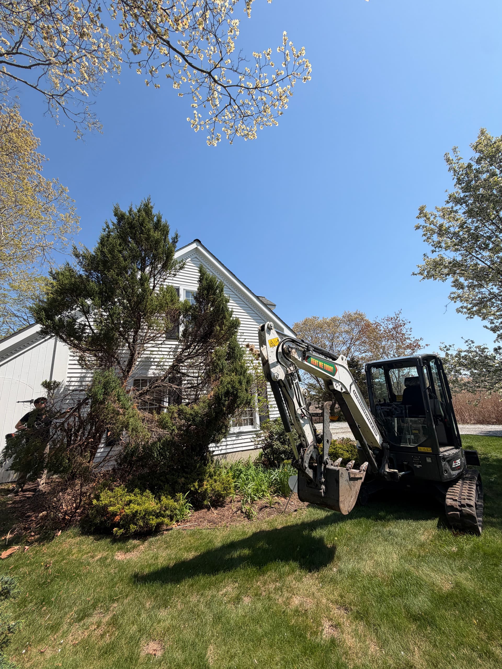 Overgrown Shrub and Tree Removal in Madison image