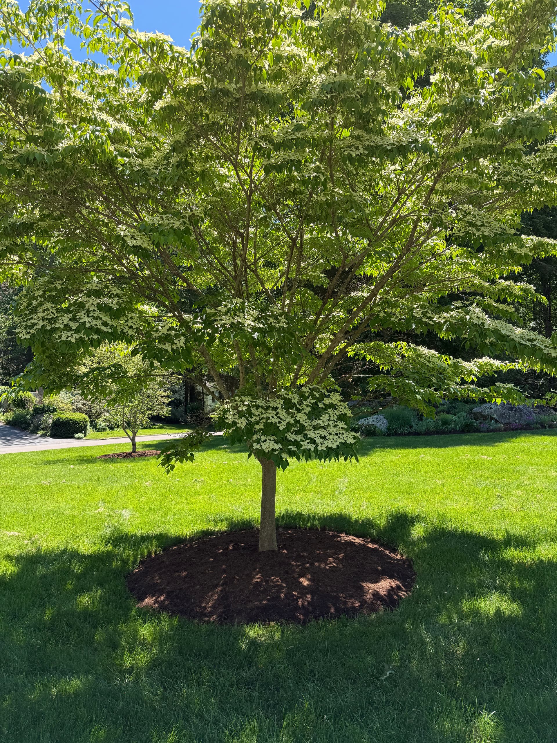 Gallery photos for Fresh Mulch Install Gives Madison CT Home Sharp Curb Appeal: Image #3