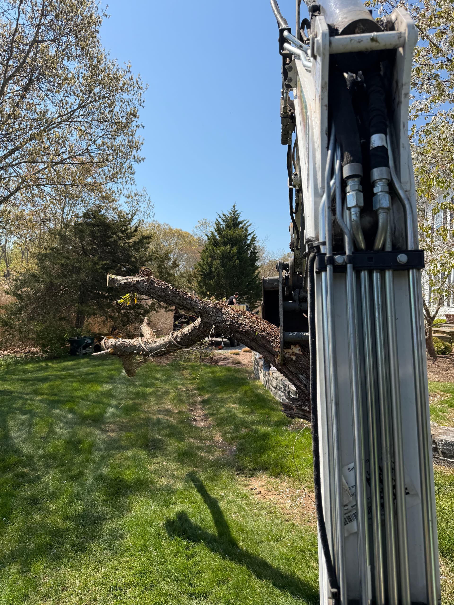 Gallery photos for Overgrown Shrub and Tree Removal in Madison: Image #2