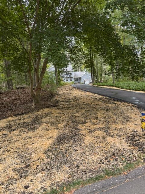 Driveway and Lawn Renewal for Stunning Curb Appeal image