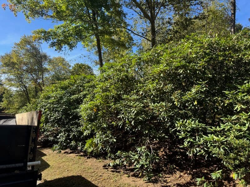 Pruning Rhododendrons for a Thriving Garden in Madison image