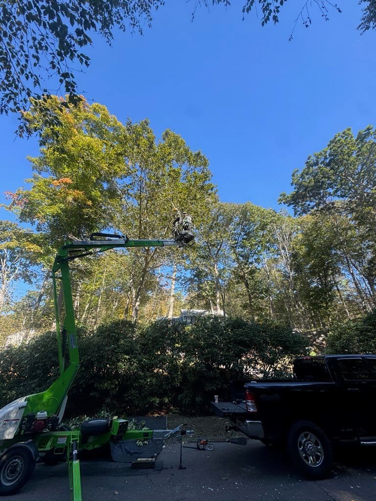 Gallery photos for Pruning Rhododendrons for a Thriving Garden in Madison: Image #2