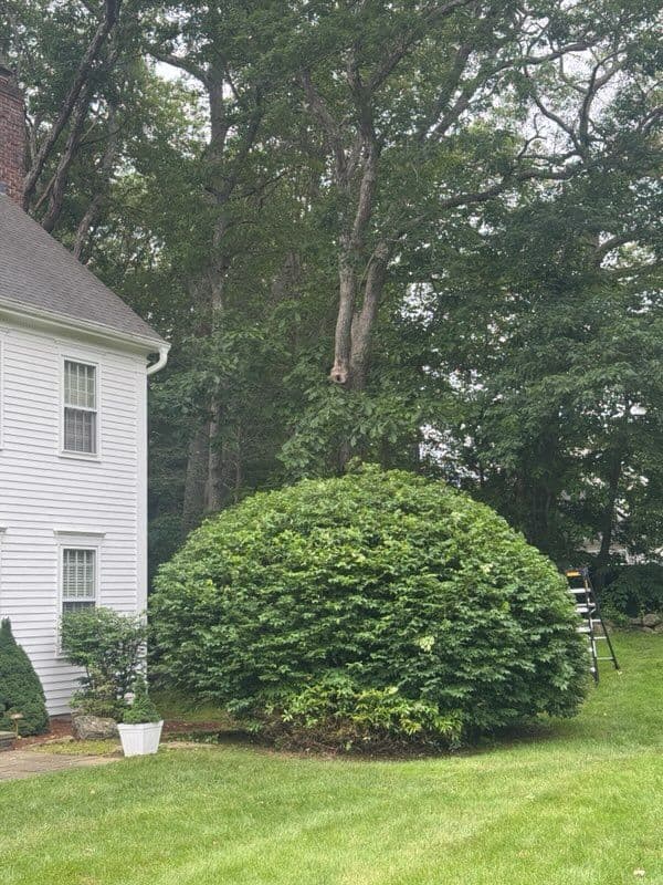 Lush Landscape Transformation in Madison CT