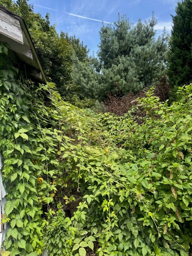 Transforming Overgrown Jungle Into Inviting Space image