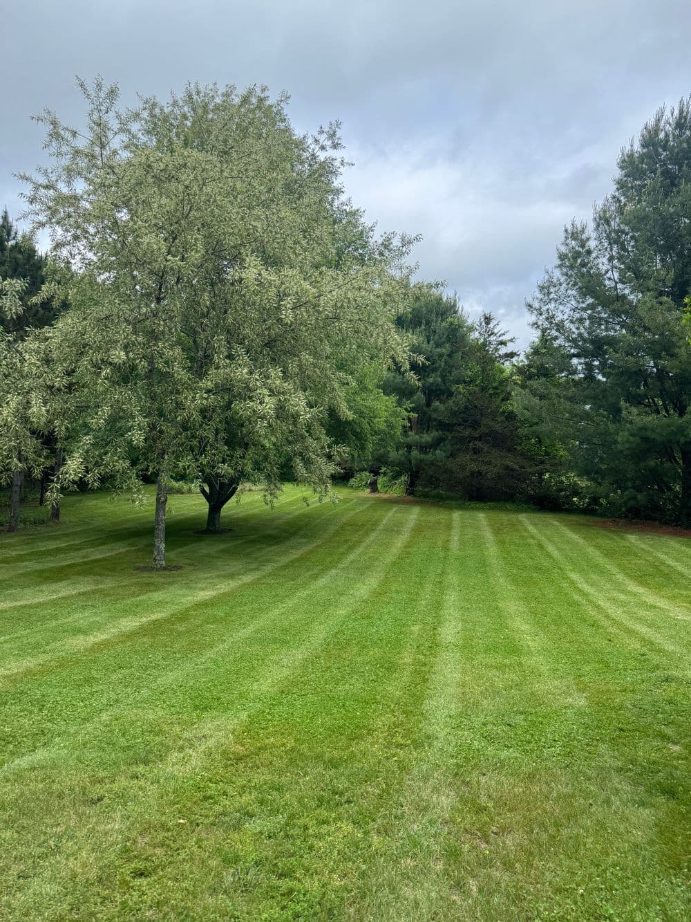 Lush green lawn with tree lines and striped grass under a cloudy sky.