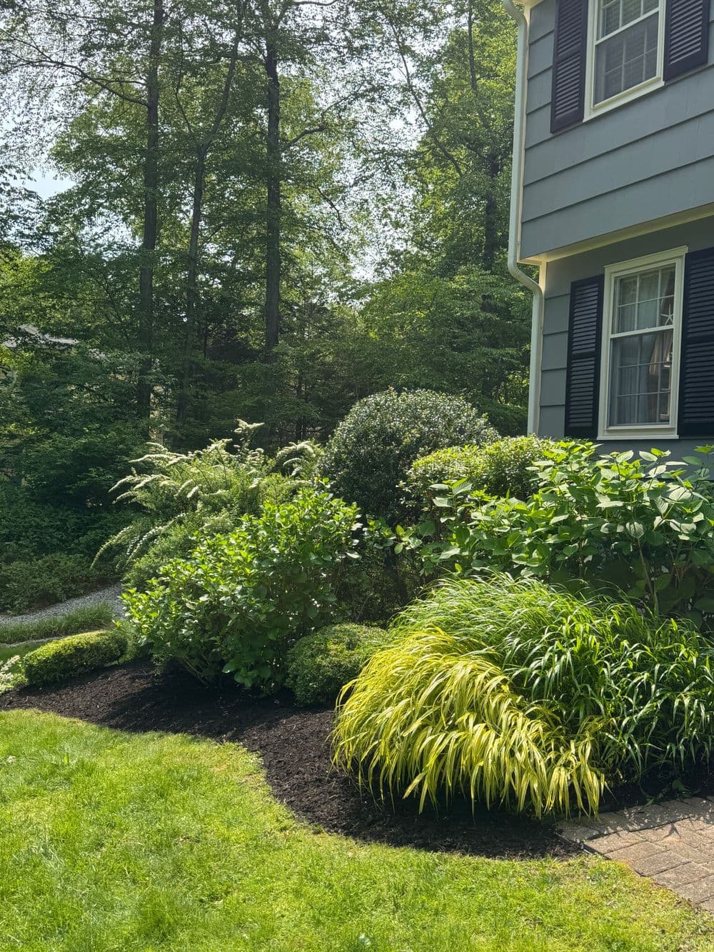 Lush garden with various green plants and shrubs beside a blue house on a sunny day.