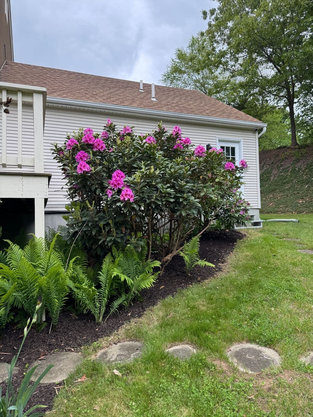 Blooming pink rhododendron bushes beside a house with lush green ferns and a landscaped yard.
