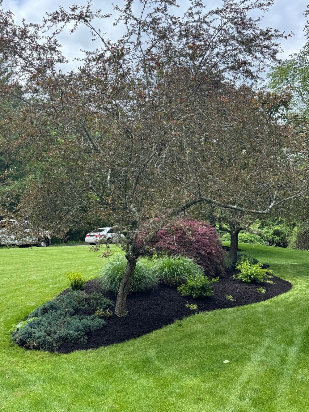 Lush landscaped garden with a flowering tree, shrubs, and fresh green lawn.