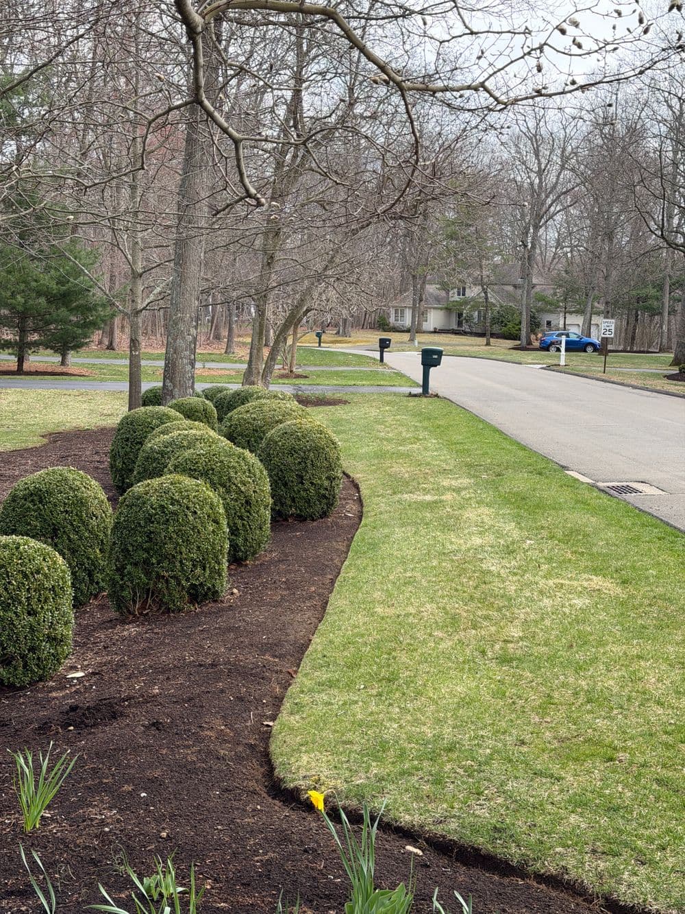 Neatly trimmed bushes line a green lawn beside a quiet suburban street.