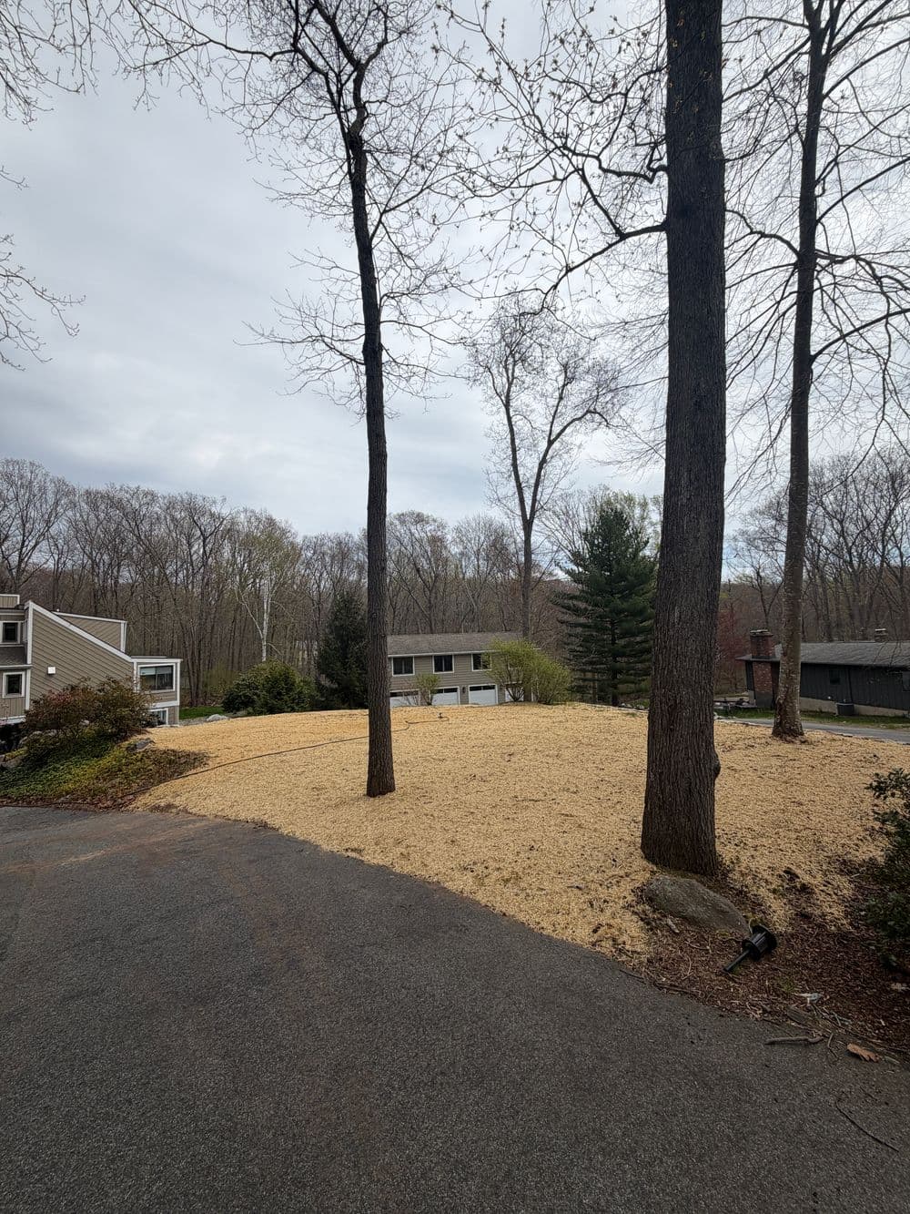 Neighborhood landscape with bare ground, tall trees, and homes in a wooded area.