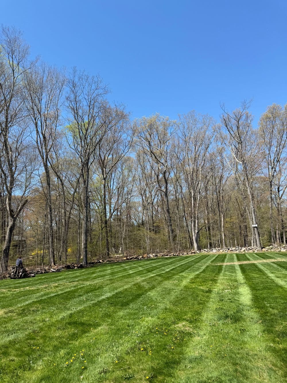 Lush green lawn with freshly mowed stripes and tall trees under a clear blue sky.