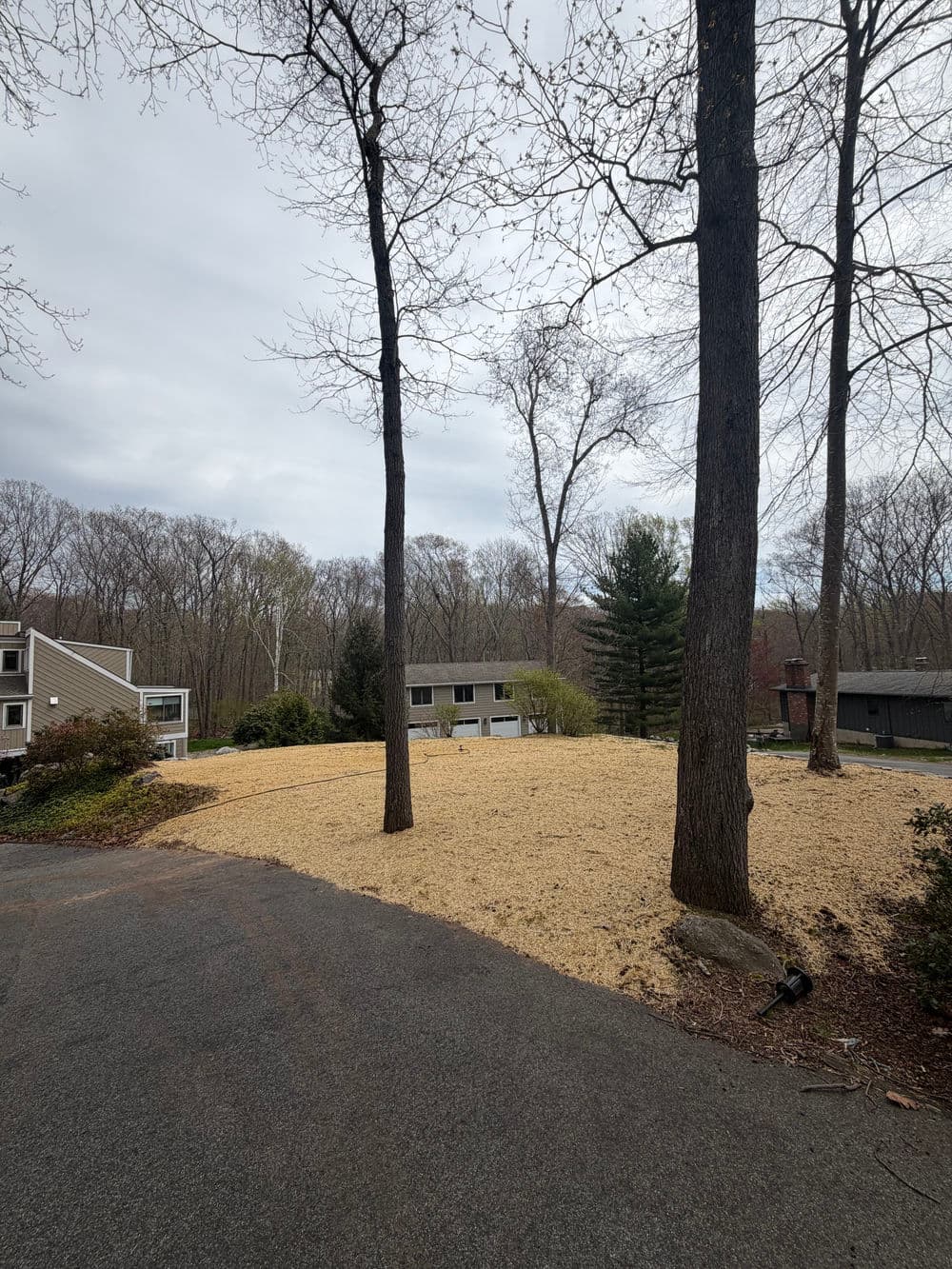 Cleared yard surrounded by trees, featuring a residential area and cloudy sky.