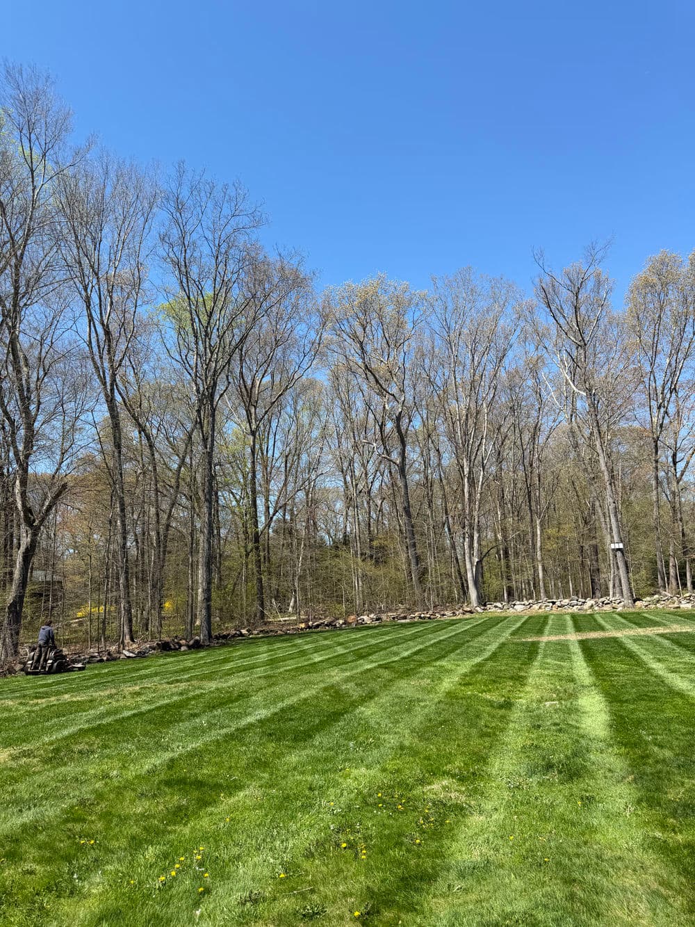 Lush green lawn with striped patterns and bare trees under clear blue sky in springtime.