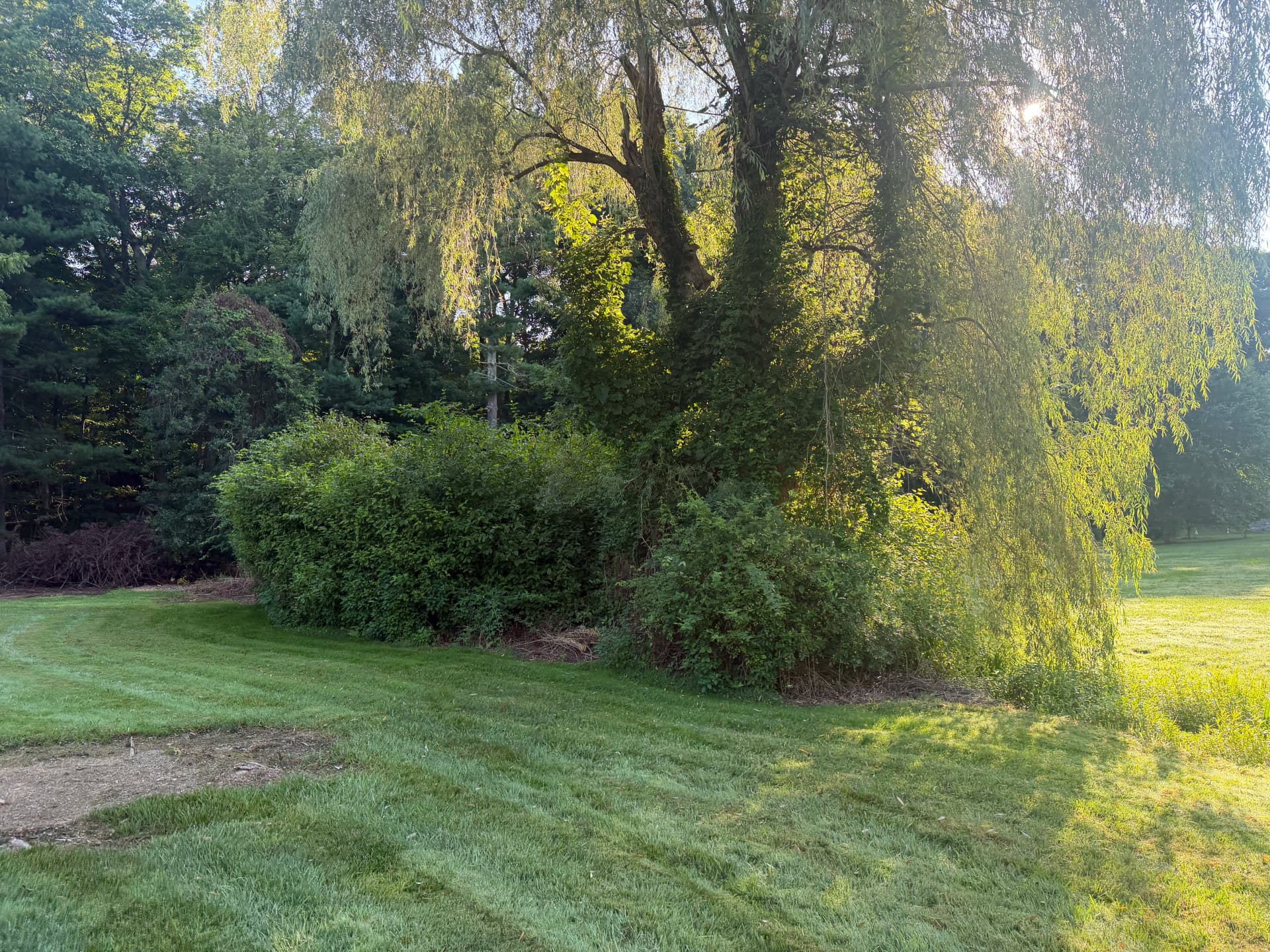 Gallery photos for Overgrown Brush Cleared Out on a Guilford Property: Image #3
