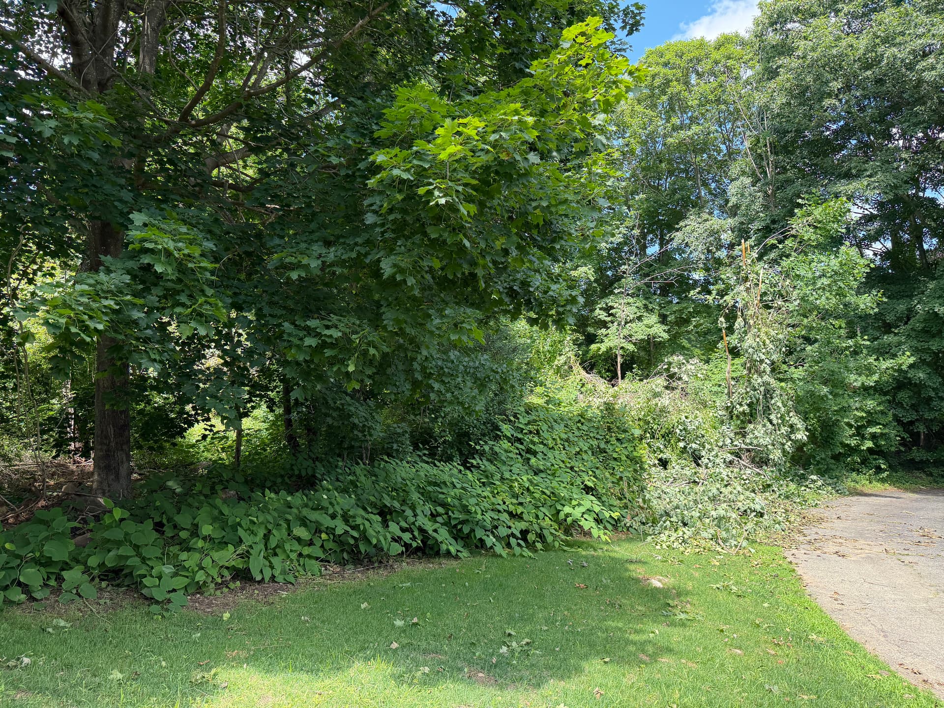 Gallery photos for Forestry Mulching and Brush Clearing in Madison Opens Up Overgrown Property: Image #3
