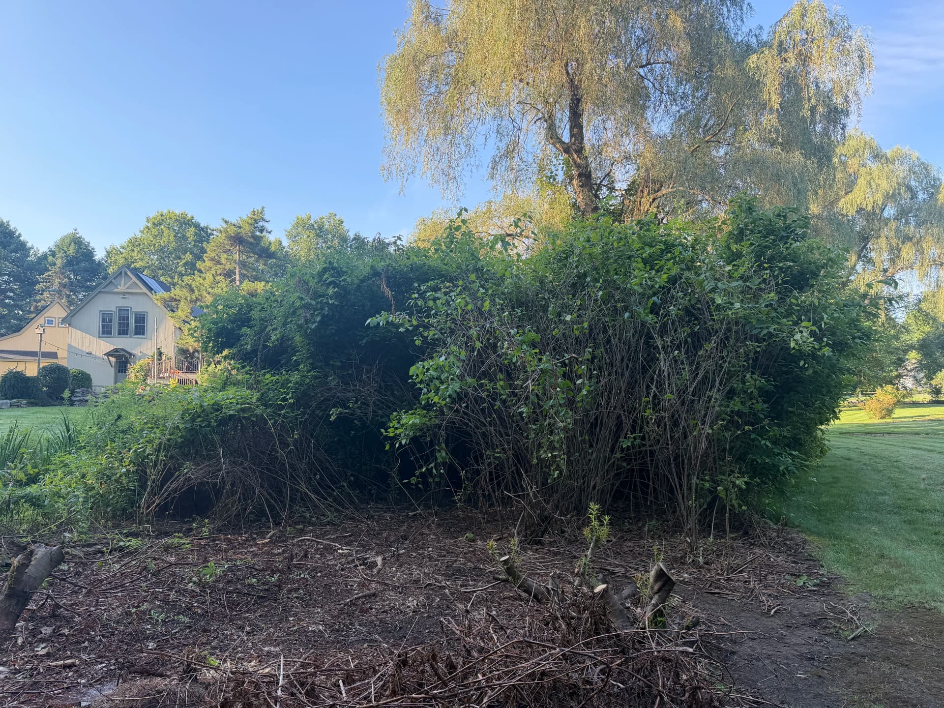 Gallery photos for Overgrown Brush Cleared Out on a Guilford Property: Image #1